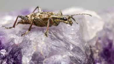 black-spotted longhorn beetle, beetle, insect