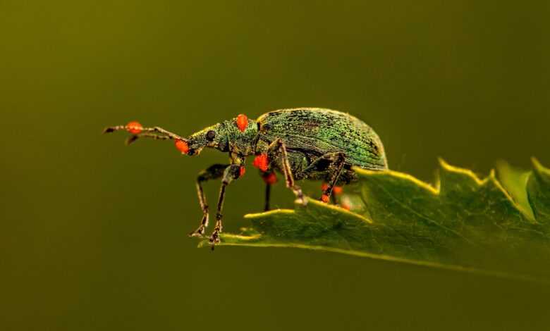 weevil, beetle, leaf, insect, bug, pest, animal, nature, macro, closeup, beetle, beetle, beetle, beetle, beetle, bug, bug, bug, bug, pest