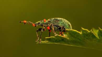 weevil, beetle, leaf, insect, bug, pest, animal, nature, macro, closeup, beetle, beetle, beetle, beetle, beetle, bug, bug, bug, bug, pest