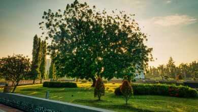 Park with lush green tree