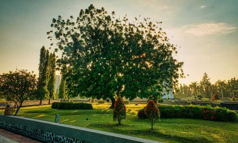 Park with lush green tree