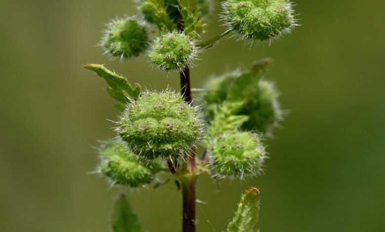 nettle, flower, buds