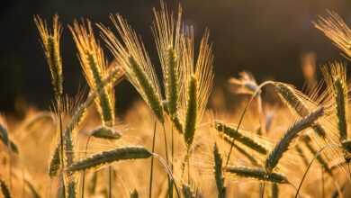 rye, spike, grains, food, field, arable land, harvest, grain, agriculture, cultivation, nature, lighting mood, sunset, harvest, harvest, harvest, harvest, harvest, grain, grain, agriculture, agriculture, cultivation