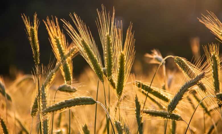 rye, spike, grains, food, field, arable land, harvest, grain, agriculture, cultivation, nature, lighting mood, sunset, harvest, harvest, harvest, harvest, harvest, grain, grain, agriculture, agriculture, cultivation