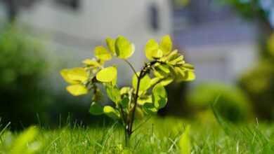 sapling, plant, leaves