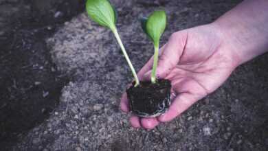 seedling, flower, cucumber