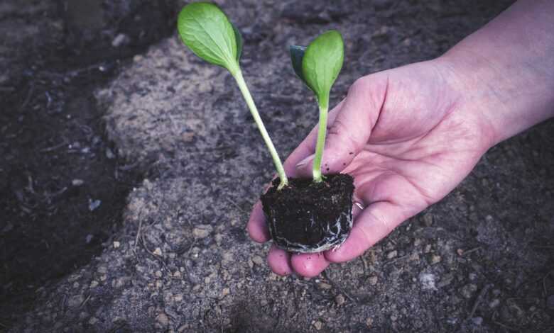 seedling, flower, cucumber