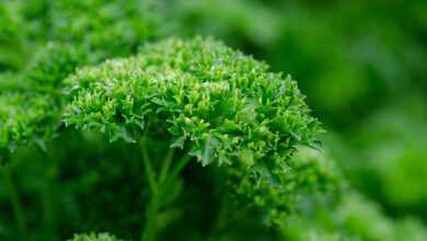 parsley, leaves, plant, herb, garden parsley, petroselinum crispum, umbelliferae, greenery, garden, nature, closeup, parsley, parsley, parsley, parsley, parsley