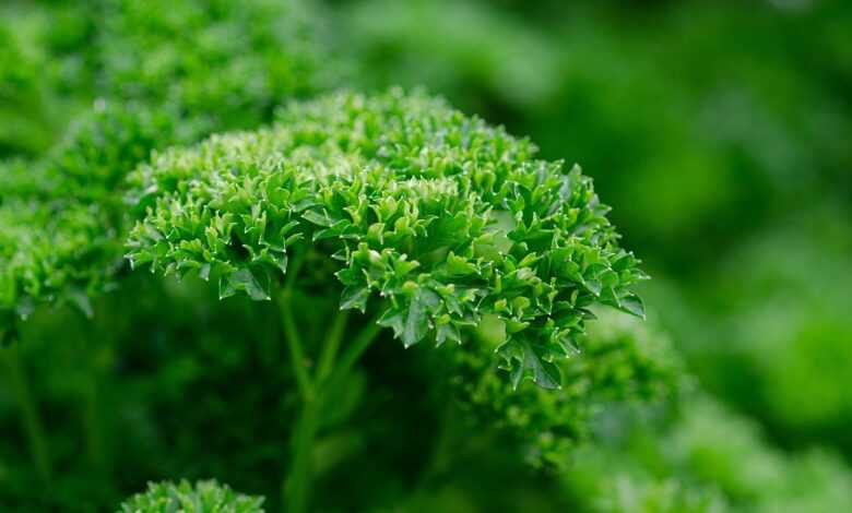 parsley, leaves, plant, herb, garden parsley, petroselinum crispum, umbelliferae, greenery, garden, nature, closeup, parsley, parsley, parsley, parsley, parsley