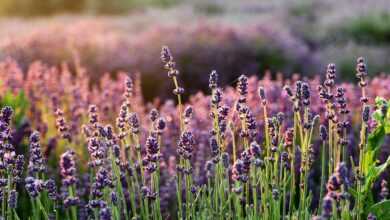 lavender, beautiful flowers, flower wallpaper, the smell of, flowers, lavender fields, purple flowers, flower, flora, flower background, lavender garden, nature