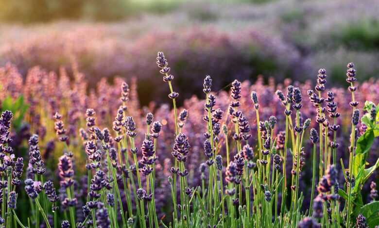 lavender, beautiful flowers, flower wallpaper, the smell of, flowers, lavender fields, purple flowers, flower, flora, flower background, lavender garden, nature