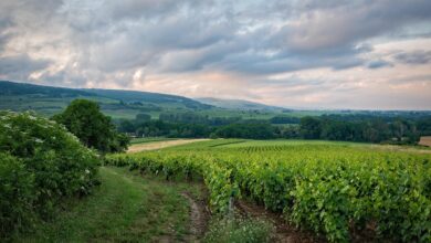 vineyard, field, rural, burgundy, france, landscape, hills, grapevines, plantation, nature, countryside, scenery, summer, evening sky, evening mood, vineyard, vineyard, vineyard, vineyard, vineyard, france, france, france, summer
