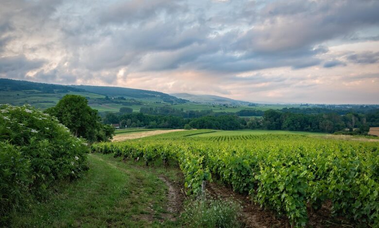 vineyard, field, rural, burgundy, france, landscape, hills, grapevines, plantation, nature, countryside, scenery, summer, evening sky, evening mood, vineyard, vineyard, vineyard, vineyard, vineyard, france, france, france, summer