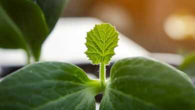 seedling, cucumber, greenhouse