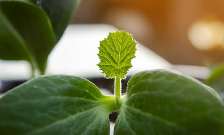 seedling, cucumber, greenhouse