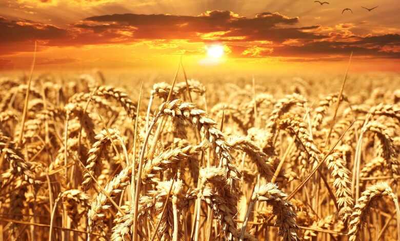 wheat, field, sunset