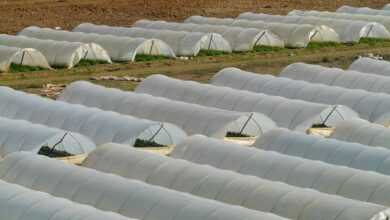 greenhouse, nursery, agriculture