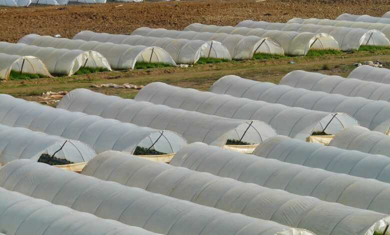 greenhouse, nursery, agriculture