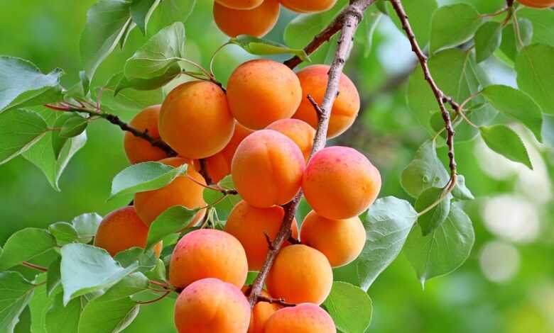 apricots, fruits, food