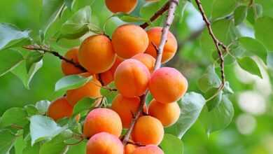 apricots, fruits, food