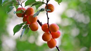 apricots, fruits, nature