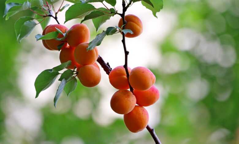 apricots, fruits, nature