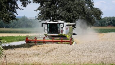 combine harvester, agriculture, harvest, combine, field, harvesting, cornfield
