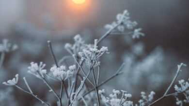 Close-up of Frozen Flowers