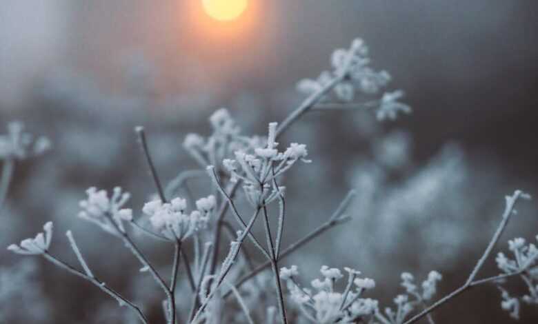 Close-up of Frozen Flowers