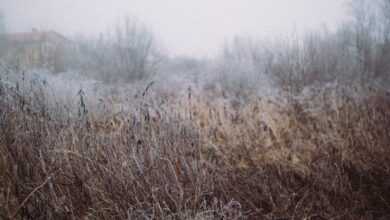 Brown Grass Field in the Wilderness