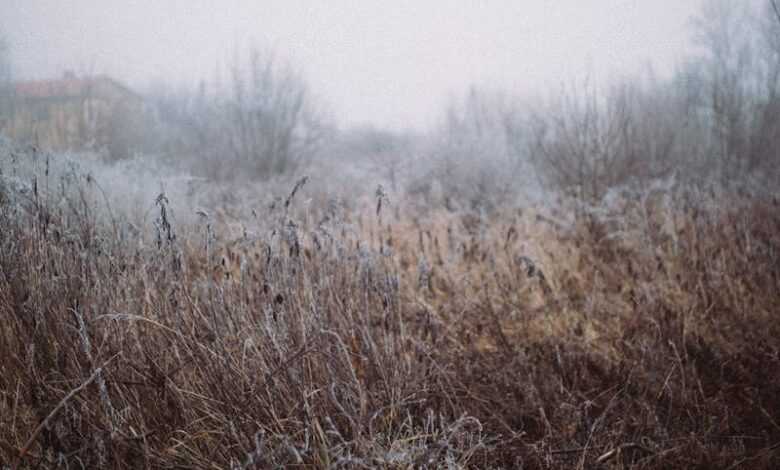 Brown Grass Field in the Wilderness