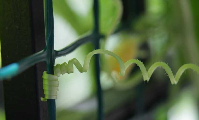 cucumber tendril, plant, sprout