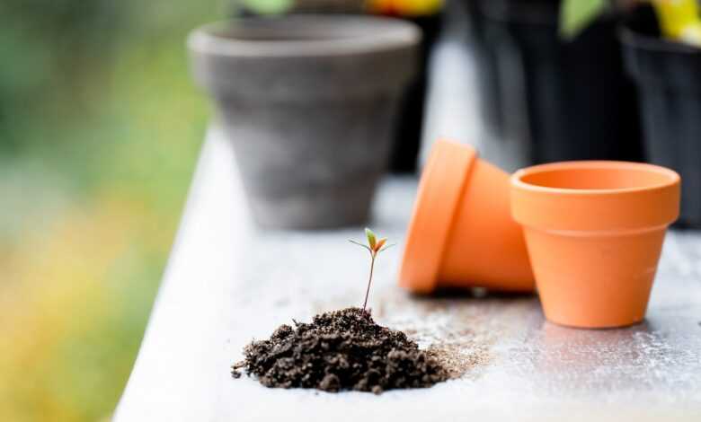 plants, soil, pots