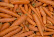 carrots, vegetables, organic, harvest, orange, vegetarian, vegetarianism, food, carrots, carrots, carrots, carrots, carrots, vegetarian