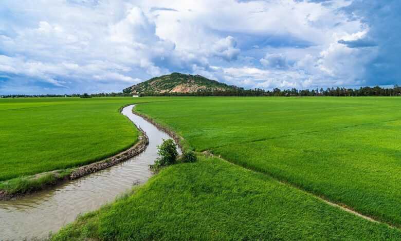 agriculture, irrigation, rice fields, rice paddy, field, chau doc, vietnam, asia, farming, irrigation, irrigation, irrigation, irrigation, irrigation
