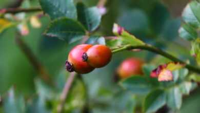 rosehips, rosehip berries, rosehip fruits