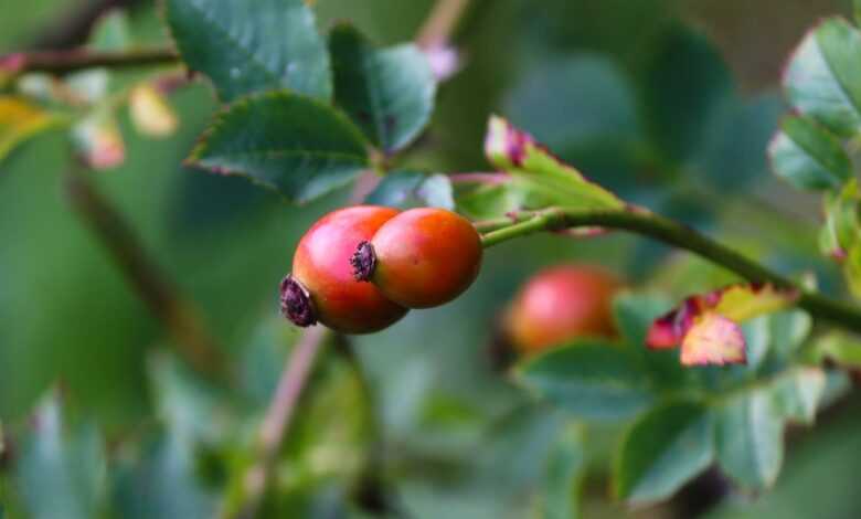 rosehips, rosehip berries, rosehip fruits