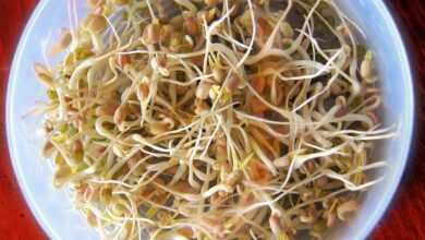 bean sprouts, sprout, food