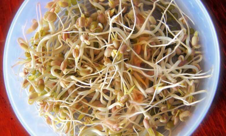 bean sprouts, sprout, food