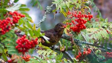 myna, bird, animal