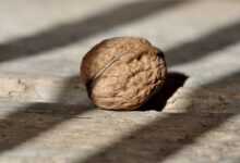 walnut, nut, nuts, healthy, yummy, natural product, wooden floor, light and shadow, walnut, walnut, walnut, walnut, walnut, nut, nut, nut, nuts, nuts