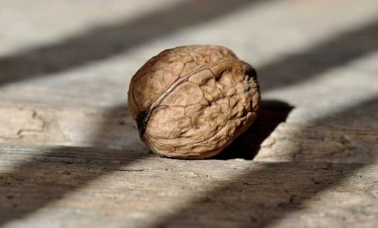 walnut, nut, nuts, healthy, yummy, natural product, wooden floor, light and shadow, walnut, walnut, walnut, walnut, walnut, nut, nut, nut, nuts, nuts
