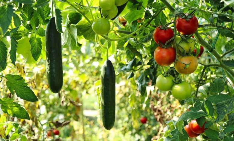 cucumber plant, tomato plant, vegetable garden