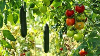 cucumber plant, tomato plant, vegetable garden