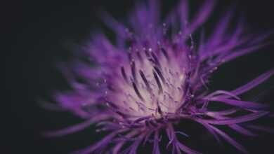 purple flower, macro, nature, nature, nature, nature, nature, nature