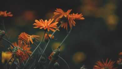 pot marigold, flowers, flower background