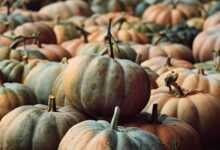 pumpkins, pumpkin patch, harvest, nature, vegetables, fall, forest, healthy, food, pumpkin market, thanksgiving