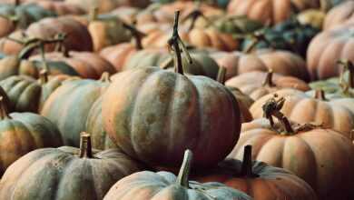 pumpkins, pumpkin patch, harvest, nature, vegetables, fall, forest, healthy, food, pumpkin market, thanksgiving