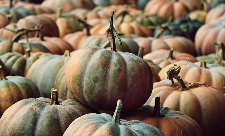 pumpkins, pumpkin patch, harvest, nature, vegetables, fall, forest, healthy, food, pumpkin market, thanksgiving