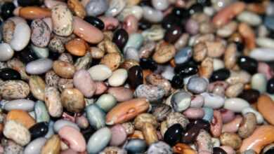 beans, vegan, food, healthy, vegetarian, legumes, brown healthy, legumes, legumes, legumes, legumes, legumes
